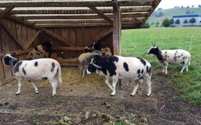 Fahrt ins Wollparadies Spycher in Huttwil